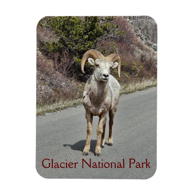 Bighorn Sheep Photo Magnet (Vertikal)