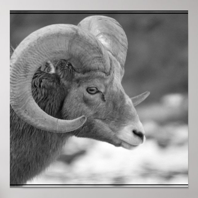 Bighorn Sheep Poster (Framsidan)