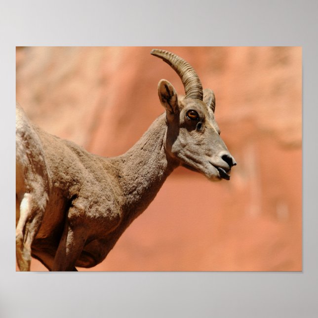 Bighorn Sheep Poster (Framsidan)