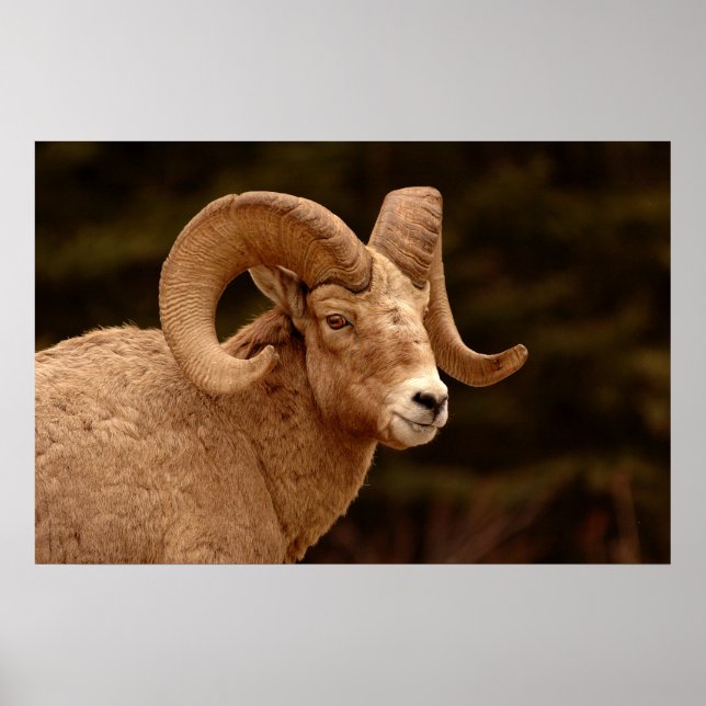 Bighorn Sheep Poster (Framsidan)