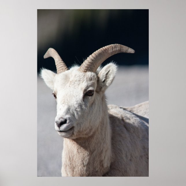 Bighorn Sheep Poster (Framsidan)