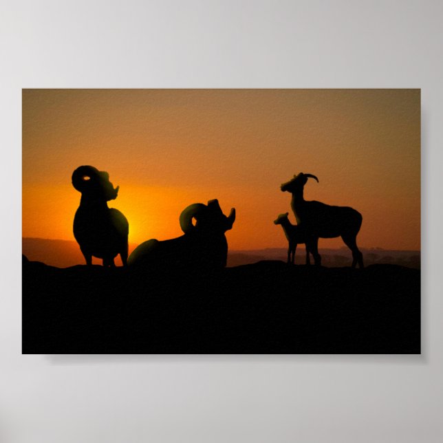 Bighorn Sheep Poster (Framsidan)