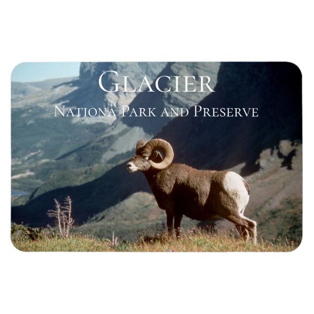 Bighorn Sheep Ram, Glacier National Park, MT Magnet (Horisontell)