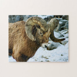 Bighorn Sheep Ram Pussel