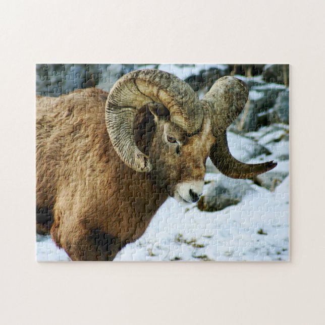 Bighorn Sheep Ram Pussel (Horisontell)