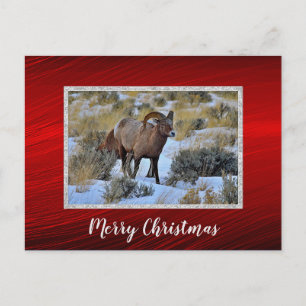 Bighorn Sheep Snö Photo jul Vykort