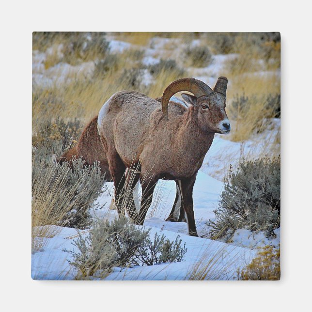 Bighorn Sheep Snö Photo Magnet (Framsidan)