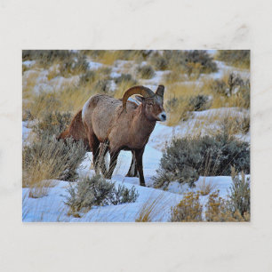 Bighorn Sheep Snö Photo Vykort