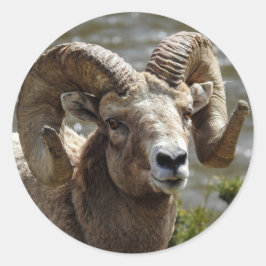 Bighorn Sheep Sticker Runt Klistermärke