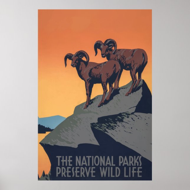 Bighorn Sheep Sunset Poster (Framsidan)