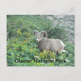 Bighorn Sheep vid Glacier Natl Park Vykort
