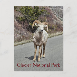 Bighorn Sheep Vykort