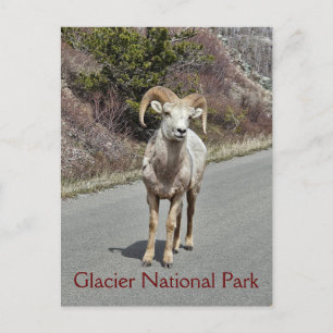 Bighorn Sheep Vykort