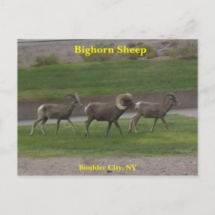 Bighorn Sheep Vykort