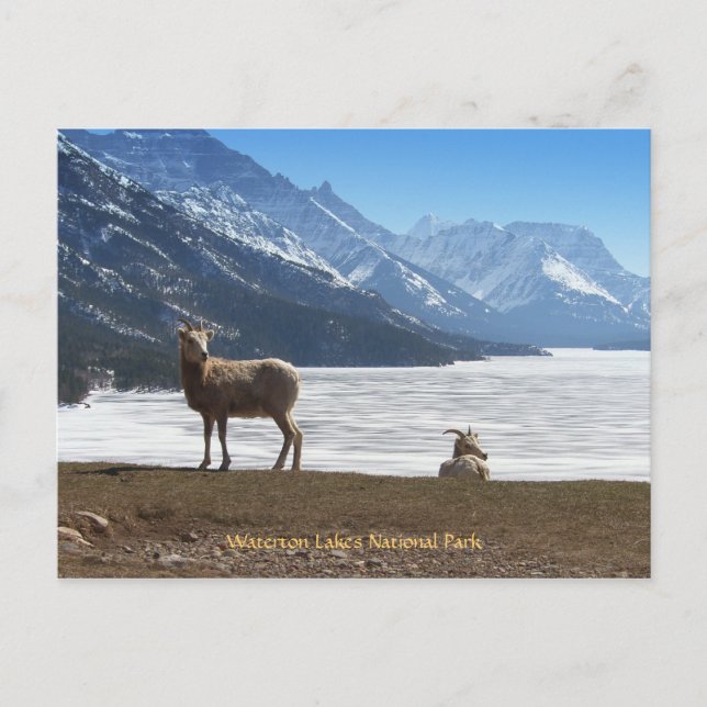 Bighorn Sheep Vykort (Framsida)