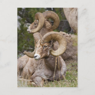 Bighorn Sheep Vykort