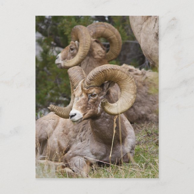 Bighorn Sheep Vykort (Framsida)