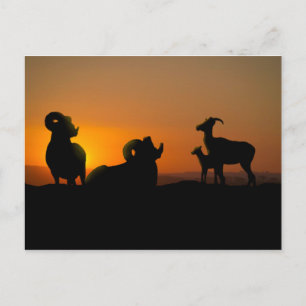 Bighorn Sheep Vykort