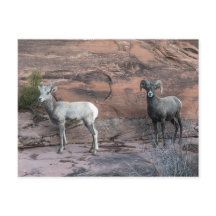 Bighorn Sheep