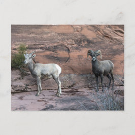 Bighorn Sheep Vykort