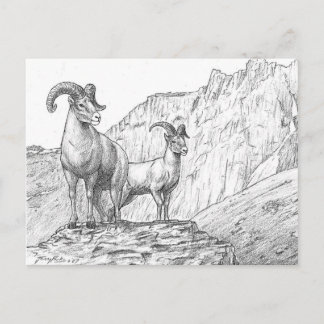 Bighorn Sheep-vykort Vykort