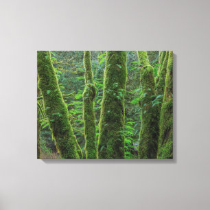 Bigleaf Maple Träd & Ferns Washington Canvastryck