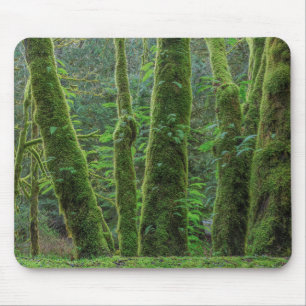 Bigleaf Maple Träd & Ferns Washington Musmatta