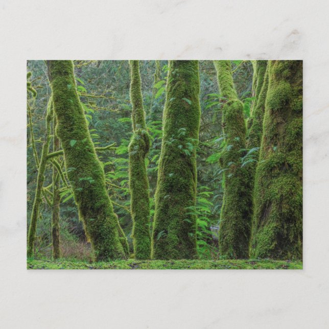 Bigleaf Maple Träd & Ferns | Washington Vykort (Framsida)