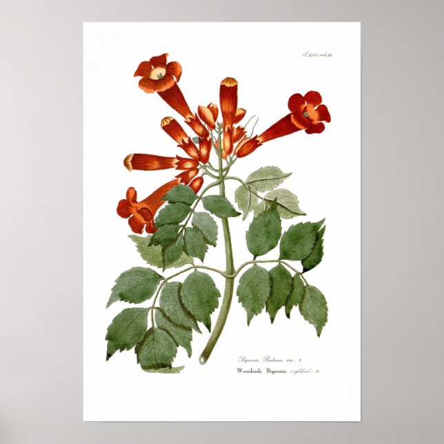 Bignonia radicans poster (Framsidan)