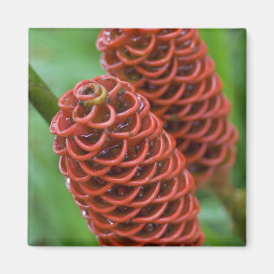 Bihult ingefära, Zingiber spectabile), Magnet