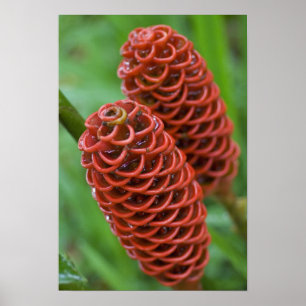 Bihult ingefära, Zingiber spectabile), Poster