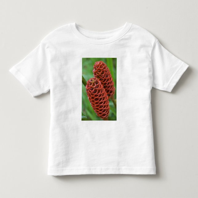 Bihult ingefära, Zingiber spectabile), T-shirt (Framsida)