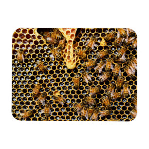 Bikupa med Honeycomb uppåt nära Magnet
