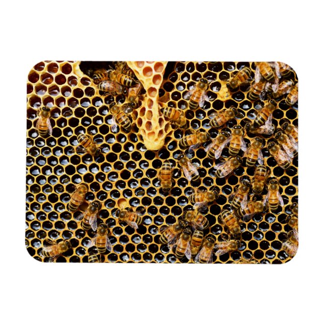 Bikupa med Honeycomb uppåt nära Magnet (Horisontell)