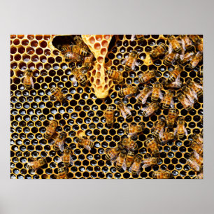 Bikupa med Honeycomb uppåt nära Poster