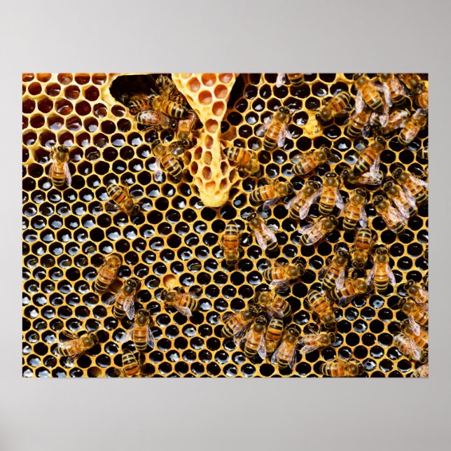 Bikupa med Honeycomb uppåt nära Poster (Framsidan)