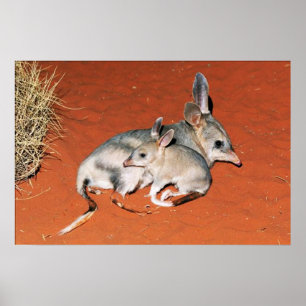 Bilby- och Baby-återställning i Desert-Poster Poster