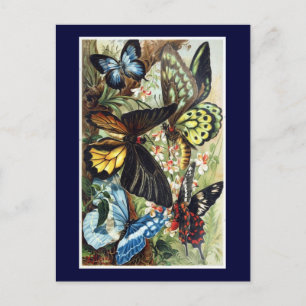 Bild av antique Exotic Butterflies Butterfly Vykort