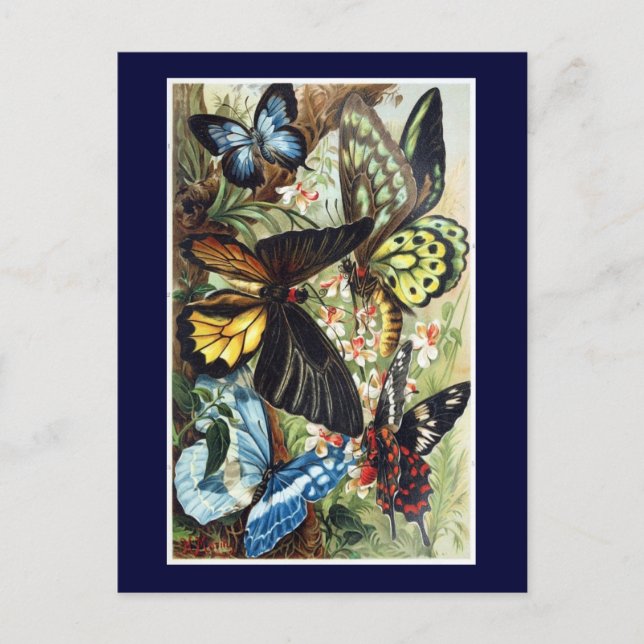 Bild av antique Exotic Butterflies Butterfly Vykort (Framsida)