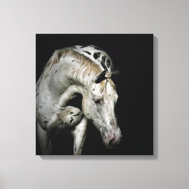 Bild av Appaloosa Horse (Framsida)