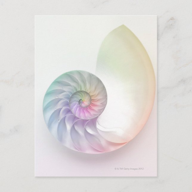 Bild av autilus för konstnärlig färgad vykort (Framsida)