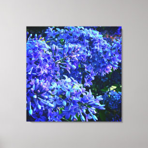 Bild av blått lila lilacus romantic blue blommigt