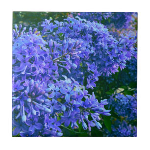 Bild av blått lila lilacus romantic blue blommigt kakelplatta