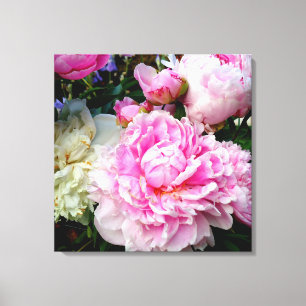 Bild av blommigten för vit peony-elegant rosa