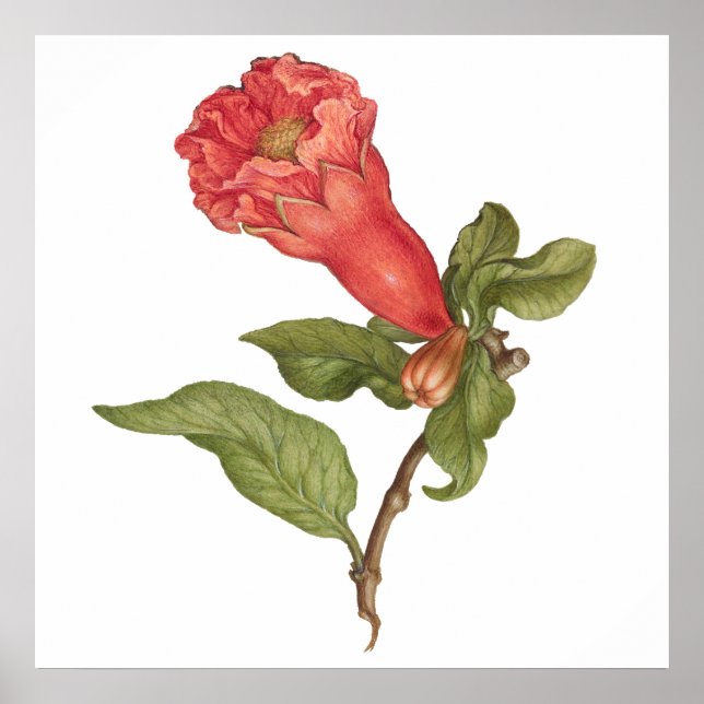 Bild av blomning i vintage av granatblomma poster (Framsidan)