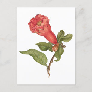 Bild av blomning i vintage av granatblomma vykort
