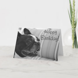 Bild av Boston Terrier Kort
