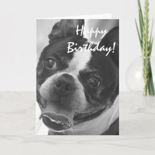Bild av Boston Terrier Kort