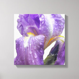 Bild av botaniskt Lila Iris