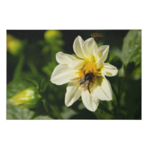 Bild av bumblebee och vit dahlia
